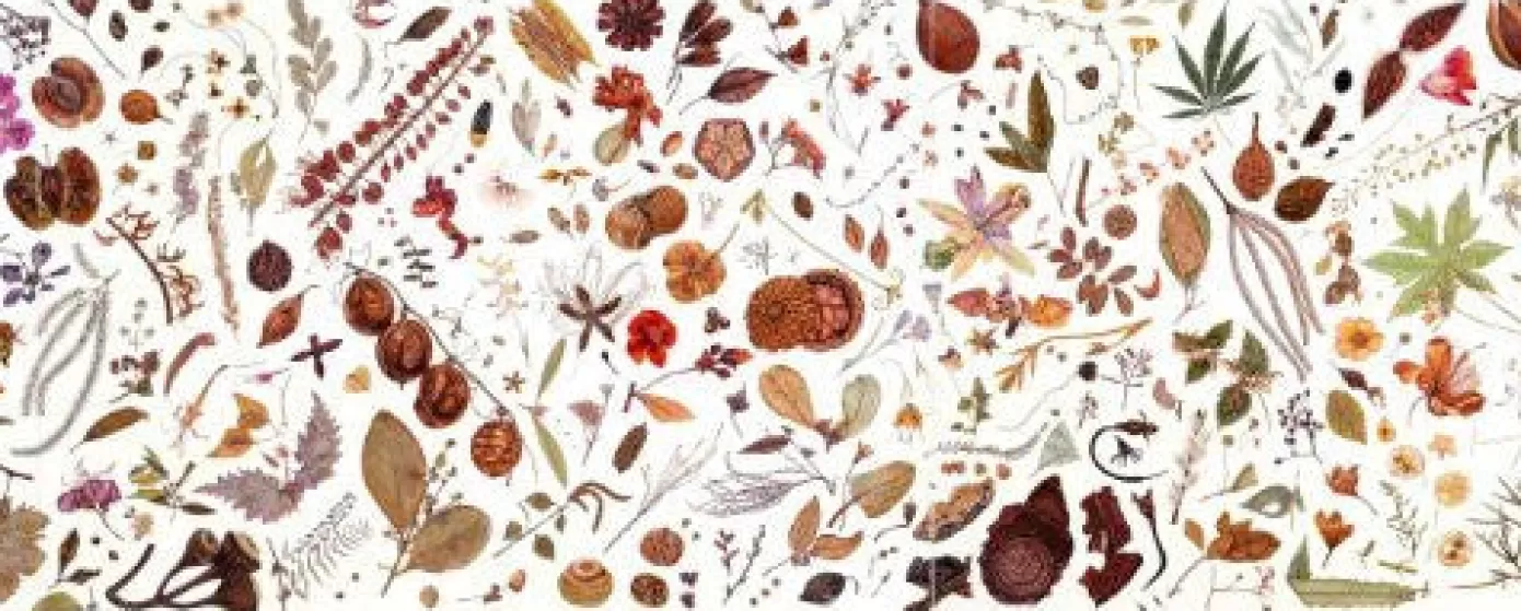 - Rachel Pedder-Smith Herbarium Wooden Jigsaw Puzzle<Artifact Puzzles Shop